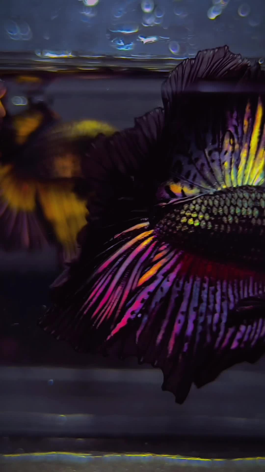Dive Into Tropical Excellence