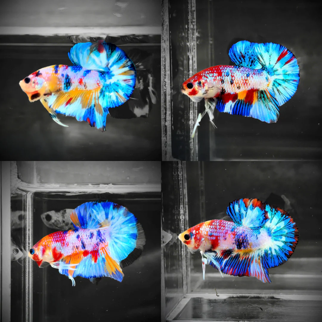 Premium Koi Betta Fish